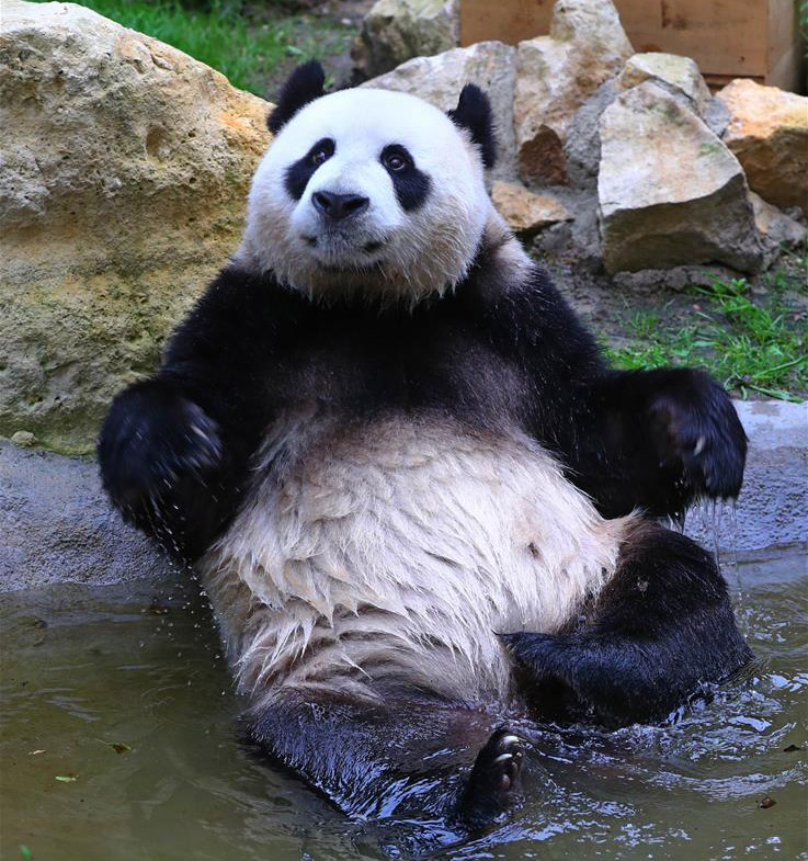 旅荷大熊猫“星雅武雯”首次公开亮相