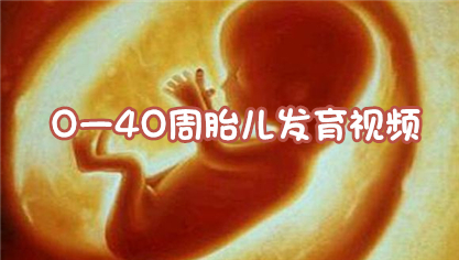 0一40周胎儿发育视频