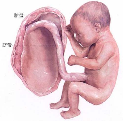 胎儿在子宫里的图片