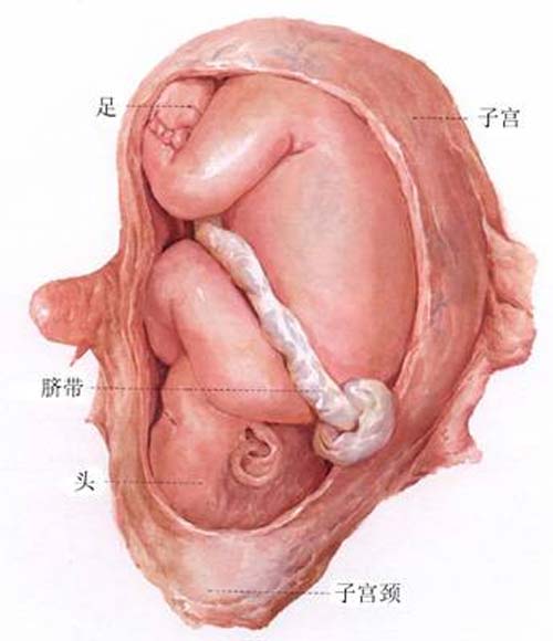 胎儿在子宫里的图片