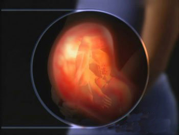 胎儿发育全过程图
