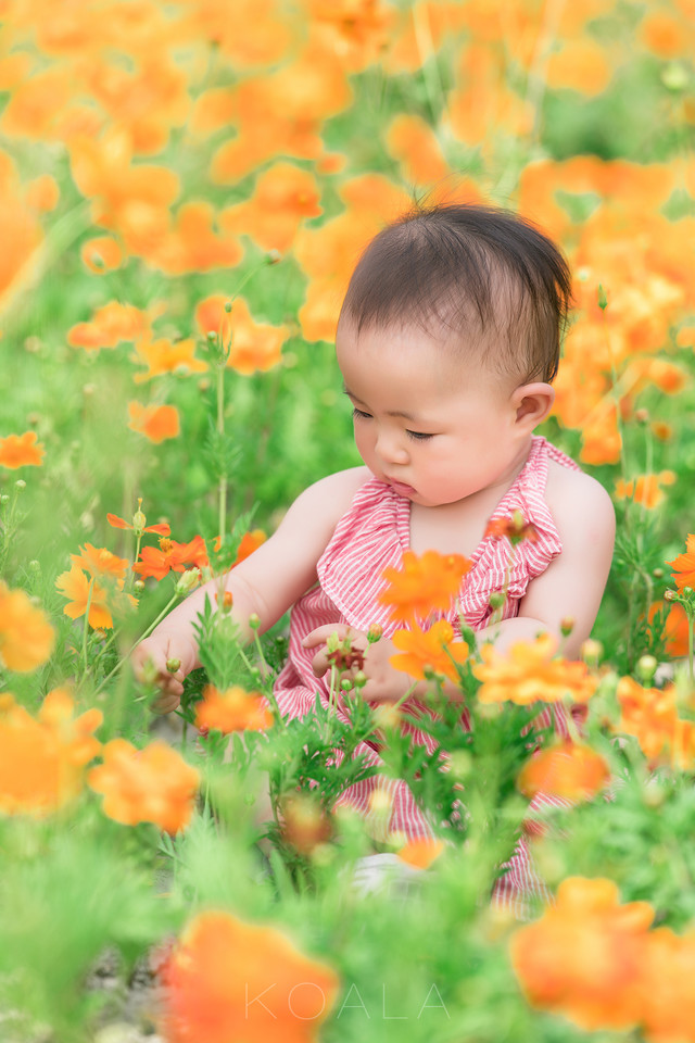 小萌娃花丛中写真图片