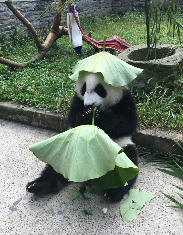 可爱熊猫头自制荷叶帽 “绿帽子”戴着韩萌