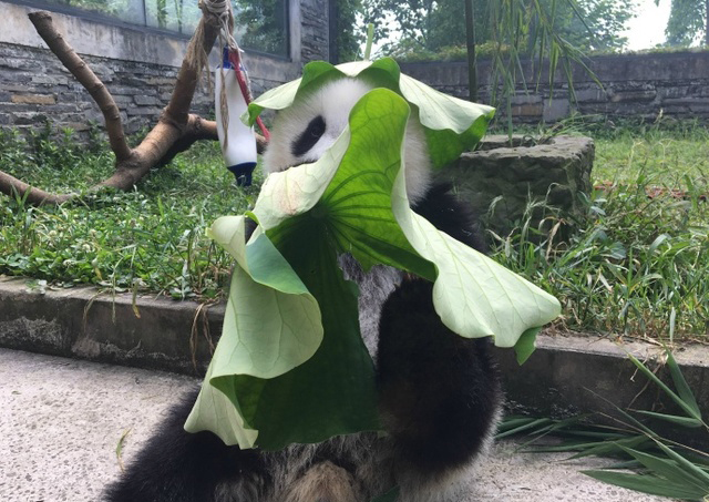 可爱熊猫头自制荷叶帽 “绿帽子”戴着韩萌