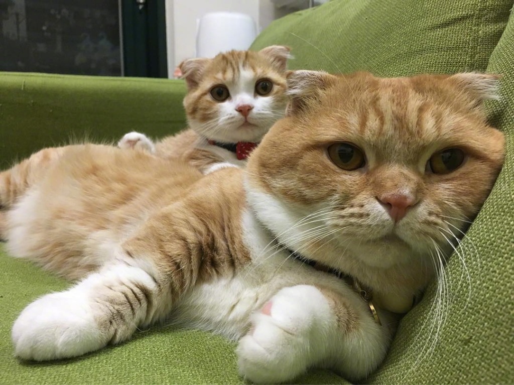 台湾超萌的一家猫图片 幸福美满十足