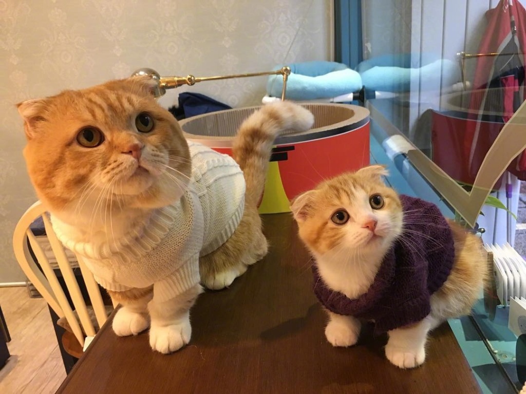 台湾超萌的一家猫图片 幸福美满十足