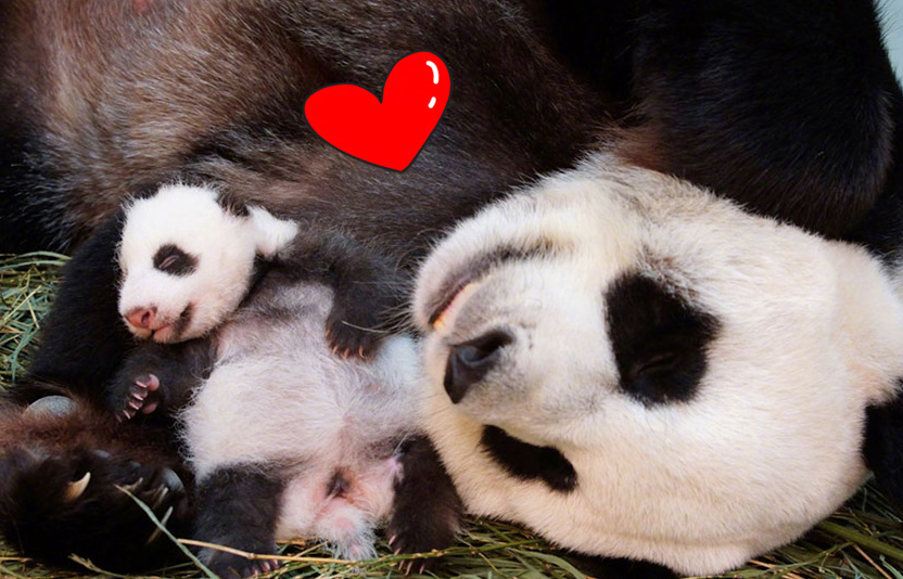 台湾最萌小熊猫“圆仔”四岁了