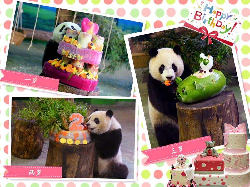 台湾最萌小熊猫“圆仔”四岁了