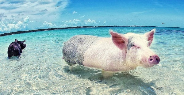 巴哈马群岛 一群全世界最幸福的猪