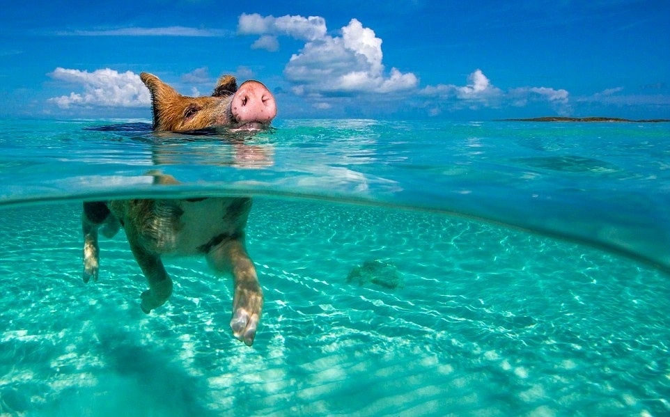 巴哈马群岛 一群全世界最幸福的猪