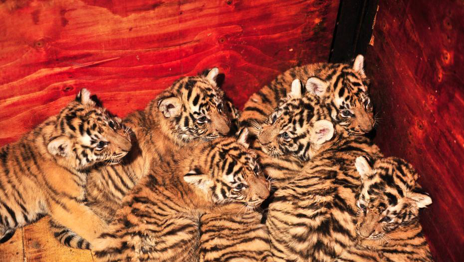 云南野生动物园东北虎哺育成活7胞胎