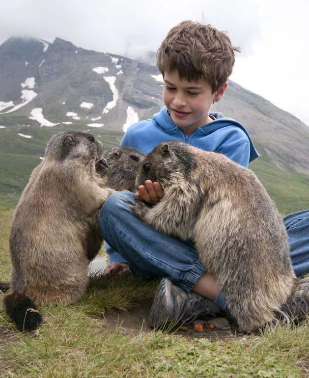 瑞士男孩与土拔鼠的奇妙缘分 画面很暖心