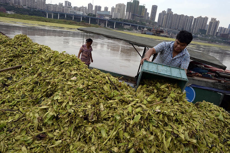水白菜“占领”长江 一天能捞上百吨