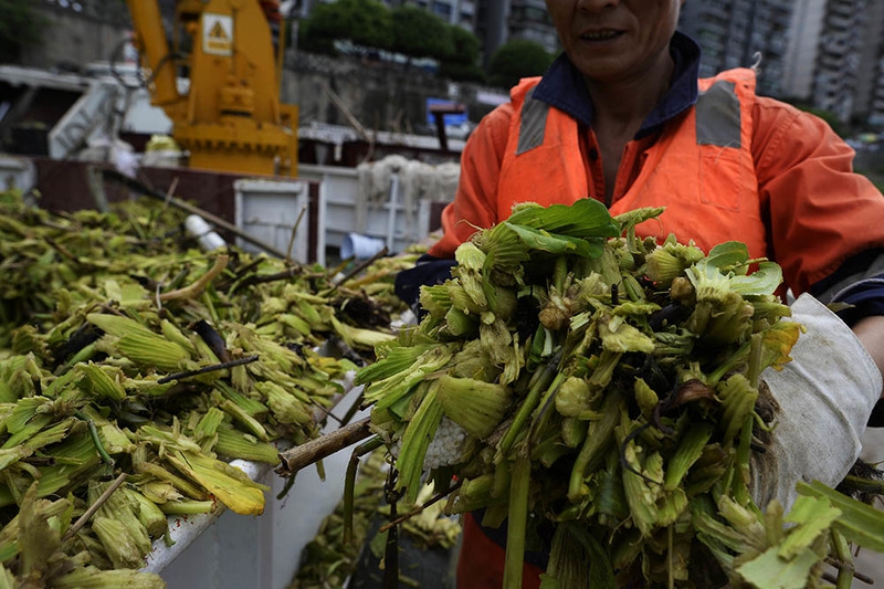 水白菜“占领”长江 一天能捞上百吨