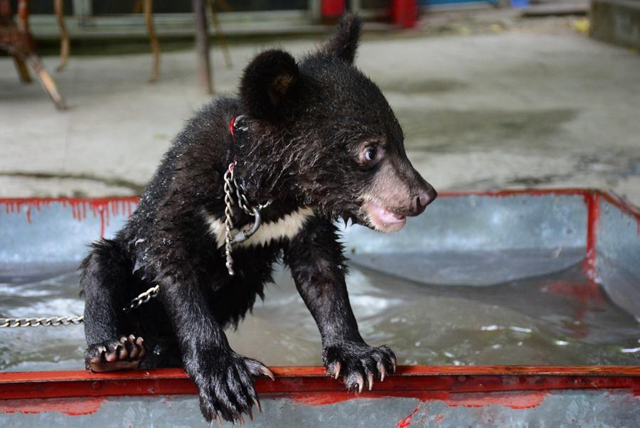 四川德阳动物园小熊游泳避暑