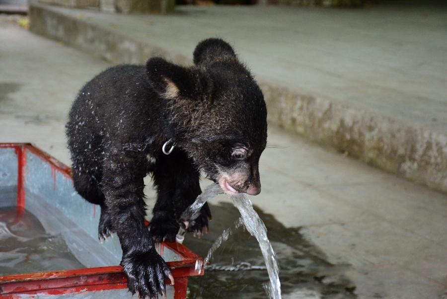 四川德阳动物园小熊游泳避暑