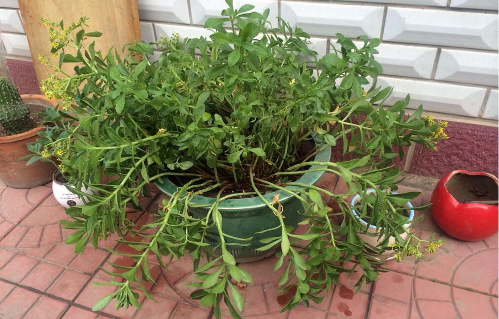 驱蚊草对宝宝有害吗 驱蚊草能放卧室吗