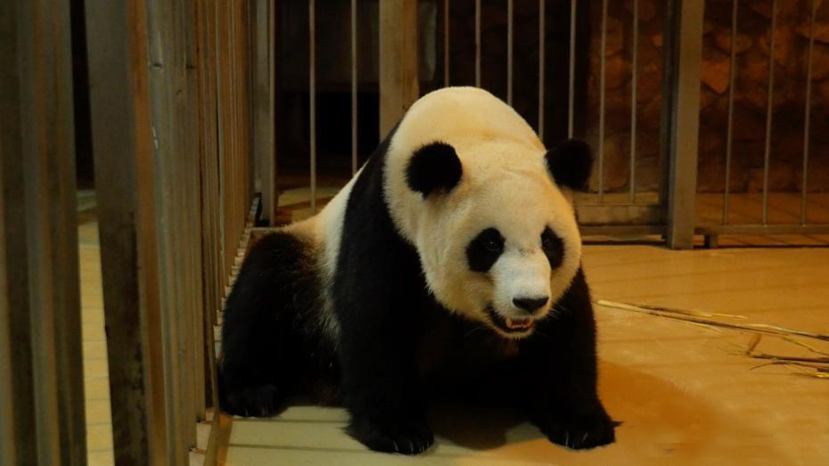 成都大熊猫“奇珍”第6胎成功分娩！
