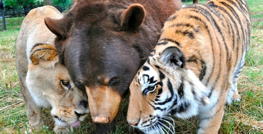 跨物种的爱 棕熊和老虎当哥们