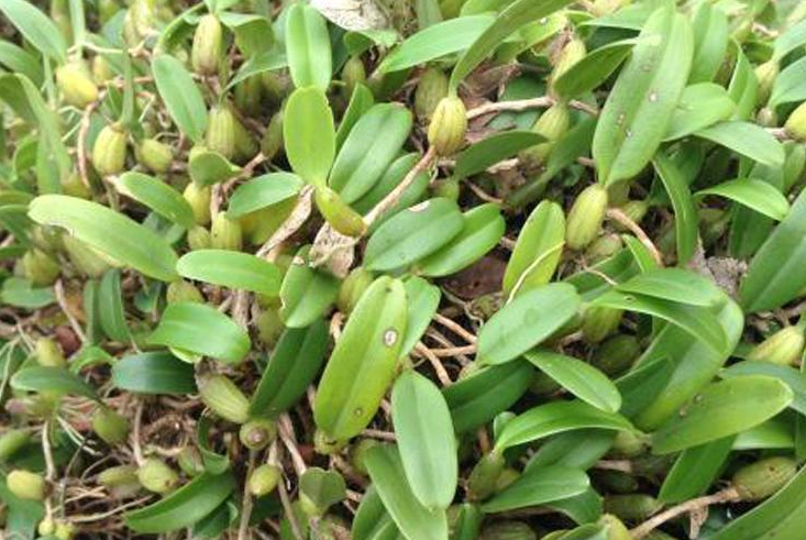 石橄榄和什么炖汤好