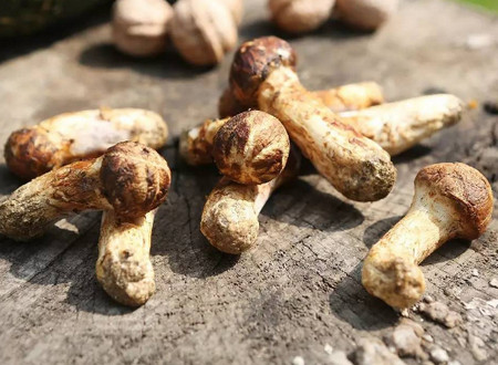 孕妇可以吃松茸吗？孕妇吃松茸的好处及注意事项