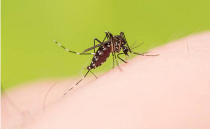 蚊子致广州3岁男童昏迷20天,吃这些就能预防!