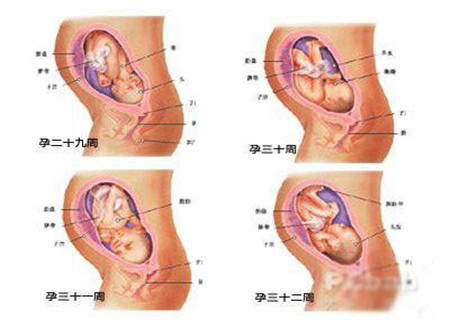 怀孕八个月胎儿图 每周变化要区分