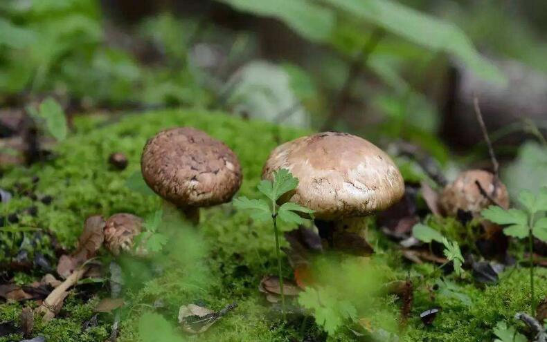 如何挑选松茸 购买松茸九大须知