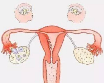 影响女性卵泡发育的因素有哪些？