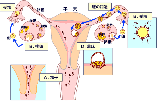 宫角妊娠是什么意思 宫角妊娠知识大讲解