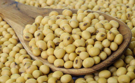 多食黄豆有什么好处？可预防老年人耳聋！