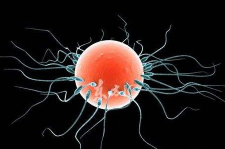 精子和卵子是如何相爱的？精卵结合大揭秘
