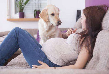 孕期养宠物争议纷纷，但是做到在这些就可以！