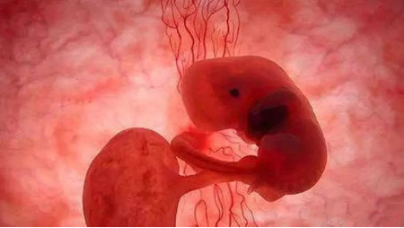 早孕反应减轻与胎儿停育有什么区别？