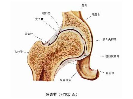 儿童髋关节滑膜炎分期