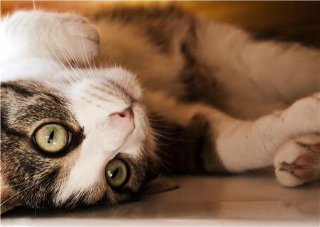 坐月子梦见猫是什么意思 周公解梦