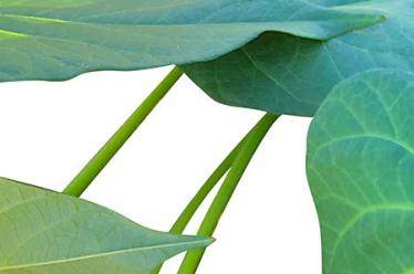 脱细胞生物补片材料并发症是什么? 脱细胞生物补片材料并发症是什么?