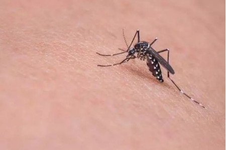 O型血更招蚊子？孕妇日常如何驱蚊？