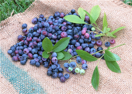 蓝莓怎么吃减肥 蓝莓这样吃减肥效果才好