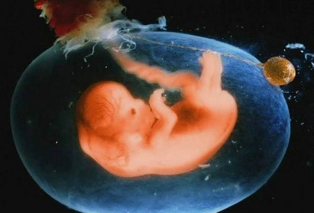 胎儿前三个月发育什么