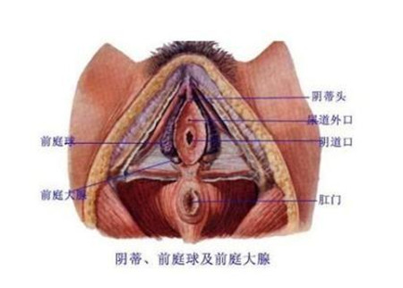 有巴氏腺囊肿能顺产吗 前庭大腺囊肿能顺产吗 亲亲宝贝网