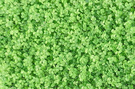 幼儿园画蘑菇教案1