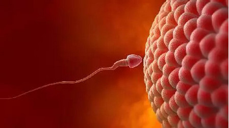 一个精子和一个卵子只能产生一个胚胎吗