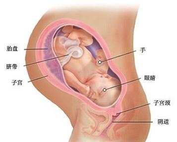 37周胎儿体重正常范围