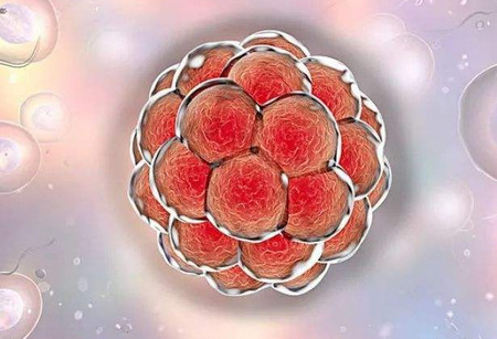 胚胎着床有什么变化?