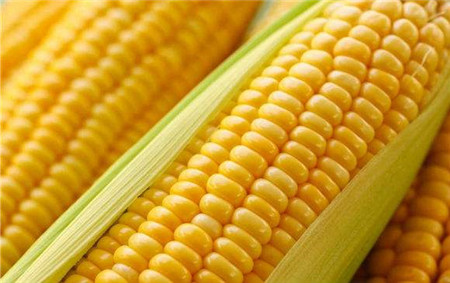 幽门螺旋杆菌能吃玉米吗 玉米影响消化吗