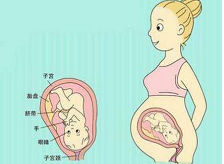 孕37周胎儿脐带绕颈两周可以顺产吗
