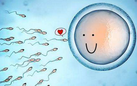 受精卵是如何形成的？