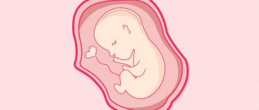 怀孕四个月男胎儿图