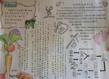 生物与环境手抄报简单又漂亮12